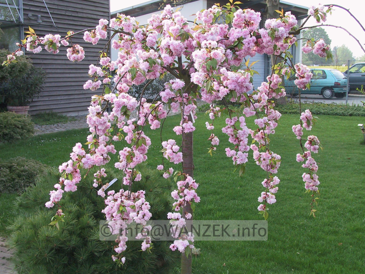 Prunus serrulata Kiku-shidare-zakura 02.JPG